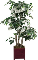 Money Tree